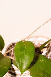 Hoya vitellina var. sp. Jawa